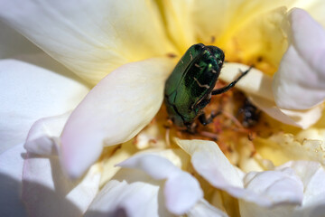 Green may beetle on a flower close up