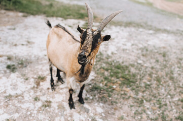 An adult, long-haired brown bearded, big-eyed goat stands in a pasture for an animal in the...