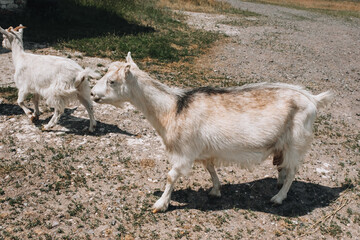 A large white goat and a little son are walking in the pasture in nature. Walking pets on the farm.