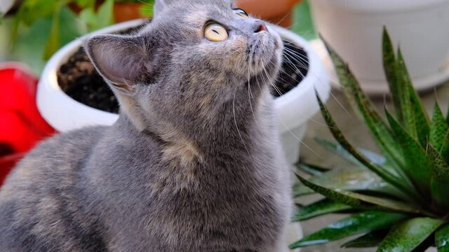 cat in the garden