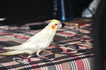 Red lutino Cockatiel bird watching