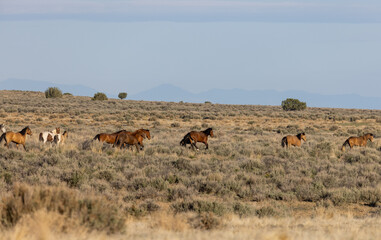 Herd of Wild Horses in the Utah Desert
