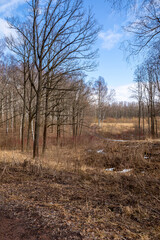 Forest landscape after winter with bare trees and land with withered grass and leaves.
