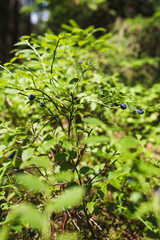 Ripe blueberries in a sunny forest - a healthy tasty wild berry