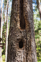 The trunk of an old tree with a crack and a hollow is a woodpecker or squirrel dwelling