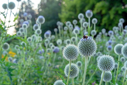 Round and spiky echinops or thistle flowers with bee collecting pollen.