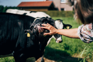 Cow licking woman's hand