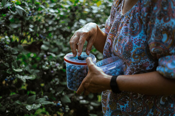 hand holding plastic bucket with blueberries while harvesting