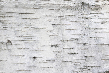 Birch bark texture with beautiful birch bark pattern for beautiful natural birch bark wallpaper or...
