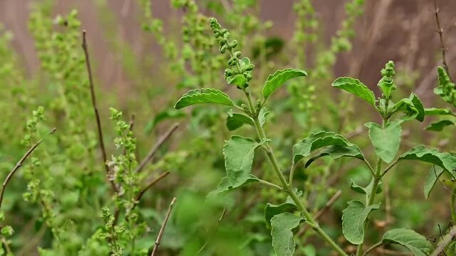 closeup of basil plant leaf.holy basil organic vegetable acreage herb of Indian