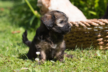 6 weeks old Bolonka Zwetna Puppy