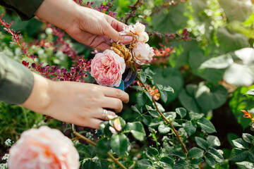 Woman deadheading spent rose hips in summer garden. Gardener cutting wilted flowers off with pruner.