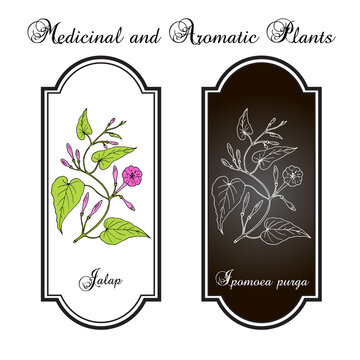 Jalap ipomoea purga , medicinal plant