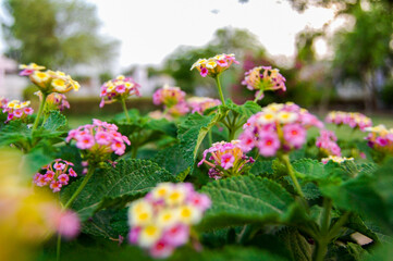 Fototapeta premium flowers in the garden