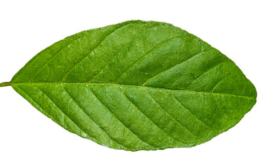 Fototapeta na wymiar detail on single green leaf