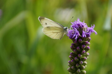 butterfly on a flower