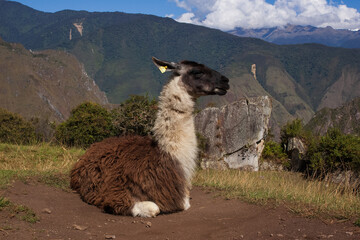 A llama in Machu Picchu