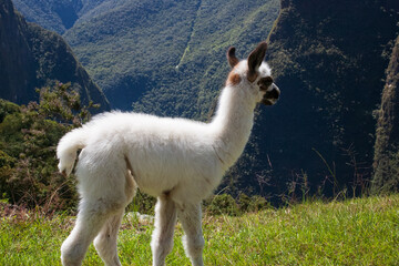 A baby llama  in Machu Picchu