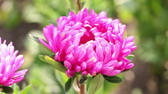 A pink flower sways in the wind. Astra close-up.
