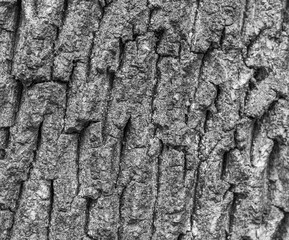 Detail of the bark of a tree, black and white