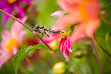 A colorful dragonfly rests on a flower stem in a garden of vibrant, beautiful dahlias
