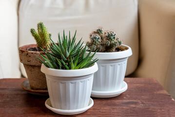 Succulent houseplants in a pots on a wooden background. 