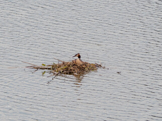 Heron nest on the water, close up. The heron is sitting in the nest.