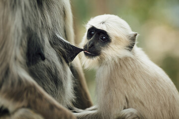 Langur Monkey baby drinking breast milk