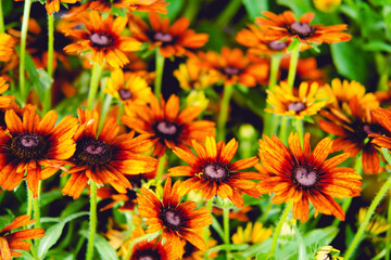 Black Eyed Susan Flowers