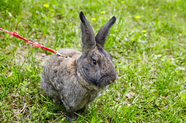 Big rabbit on green grass. Lovely and lively bunny in nature