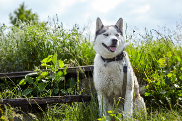 Portrait of siberian husky with blue eyes at field. Husky dog on nature walk © supersomik