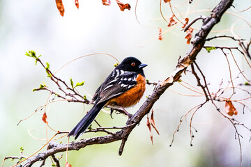 robin on a branch