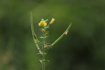 grasshopper on a flower