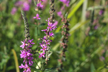 Fototapeta premium Lavender bushes, flowers in summer closeup, selective focus, aromatherapy
