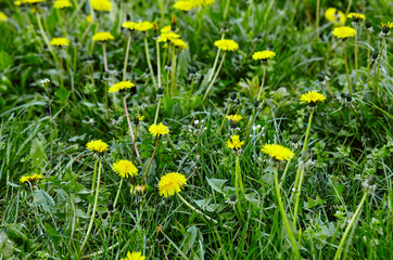 Green field with yellow dandelions in spring. Closeup of yellow spring flowers on the ground