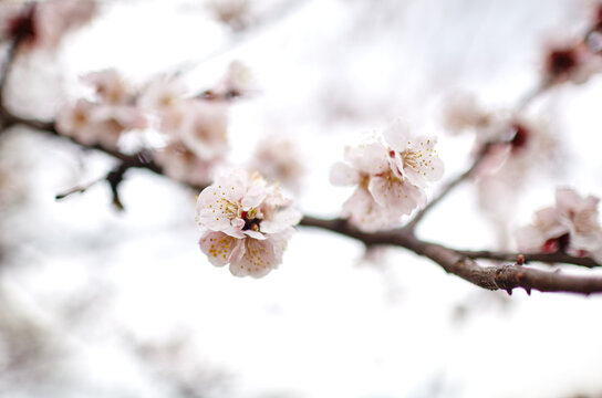 Beautiful white apricot blossom at park. Flowering apricot tree. Fresh spring background on nature outdoors. Soft focus image of blossoming flowers in spring time