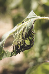 Bugs on a sunflower leaf