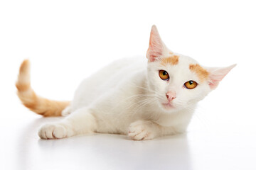 Cats and kittens are red and white on a white background