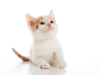 Cats and kittens are red and white on a white background