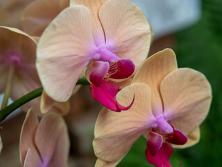 Beautiful multicolored cymbidium orchid close up. - obrazy, fototapety, plakaty
