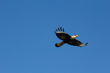 Isolated Carcará eagle flying with open wings on blue sky background.