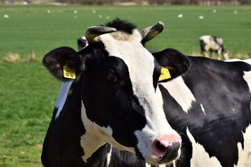 Portrait of the head of a black and white cow on the meadow