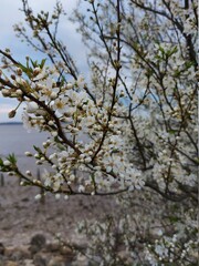 tree in spring