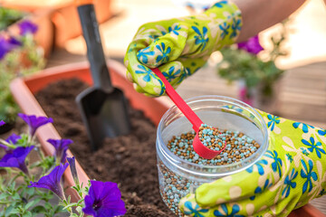 Fertilizer for flowers. Close-up of a gardener's hand in a glove fertilizing flowers in the street....