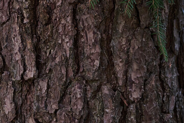 Pine bark close-up of brown color on a tree