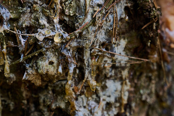 beautiful drop of resin on pine bark