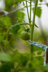 Green unripe tomato bulb growing on a potted vine, close up shot, shallow depth of field, no people