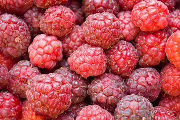 A close-up shot of a fresh raspberry - perfect for a food blog or photo wallpaper.