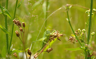 Green grasshopper lurked in grass. Fauna, flora, animals, macro, insects, large