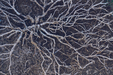 Fototapeta na wymiar branches of withered plant view from above